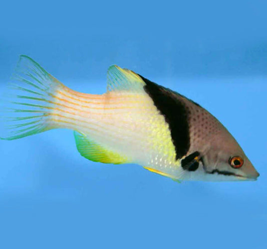 Coral Hogfish