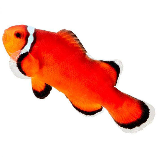 Extreme Misbar Ocellaris Clownfish