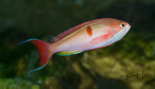 Red-Bar Anthias