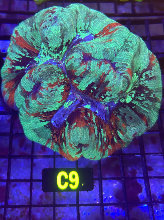 Trachyphyllia (C9)