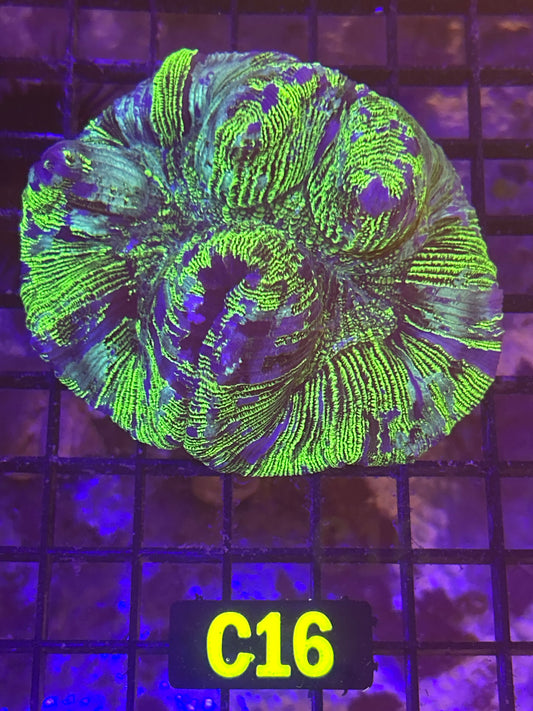 Trachyphyllia ((C16)