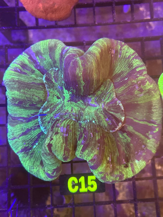 Trachyphyllia (C15)
