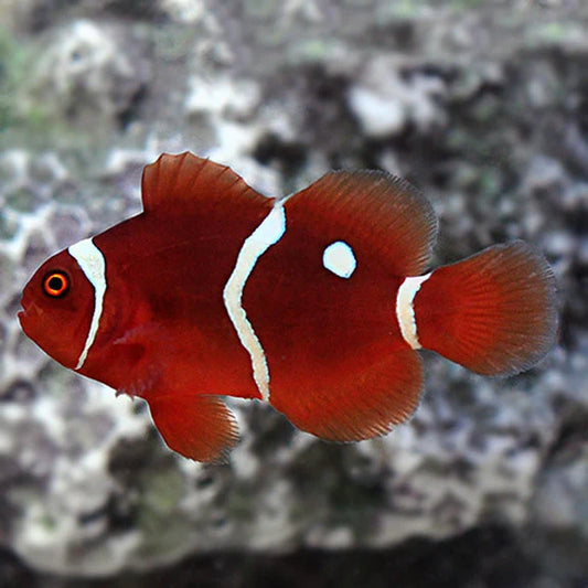 Gold Dot Maroon Clownfish