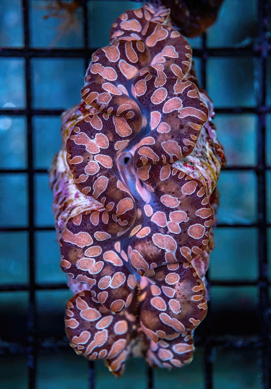 Tridacna Clam - CL003