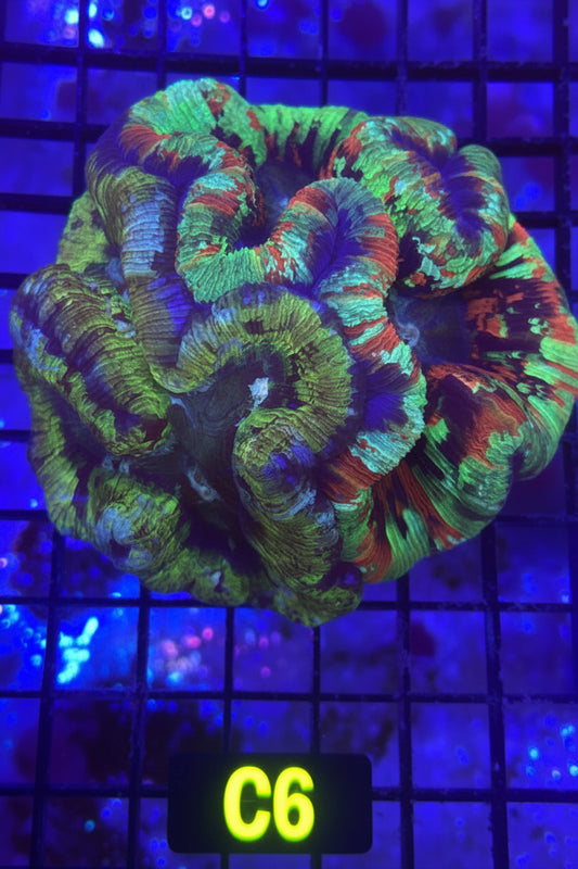 Trachyphyllia (C6) RARE