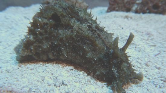 Sea Hare