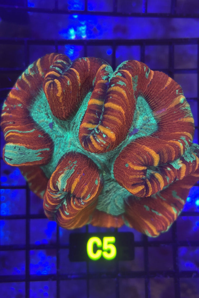 Trachyphyllia (C5)