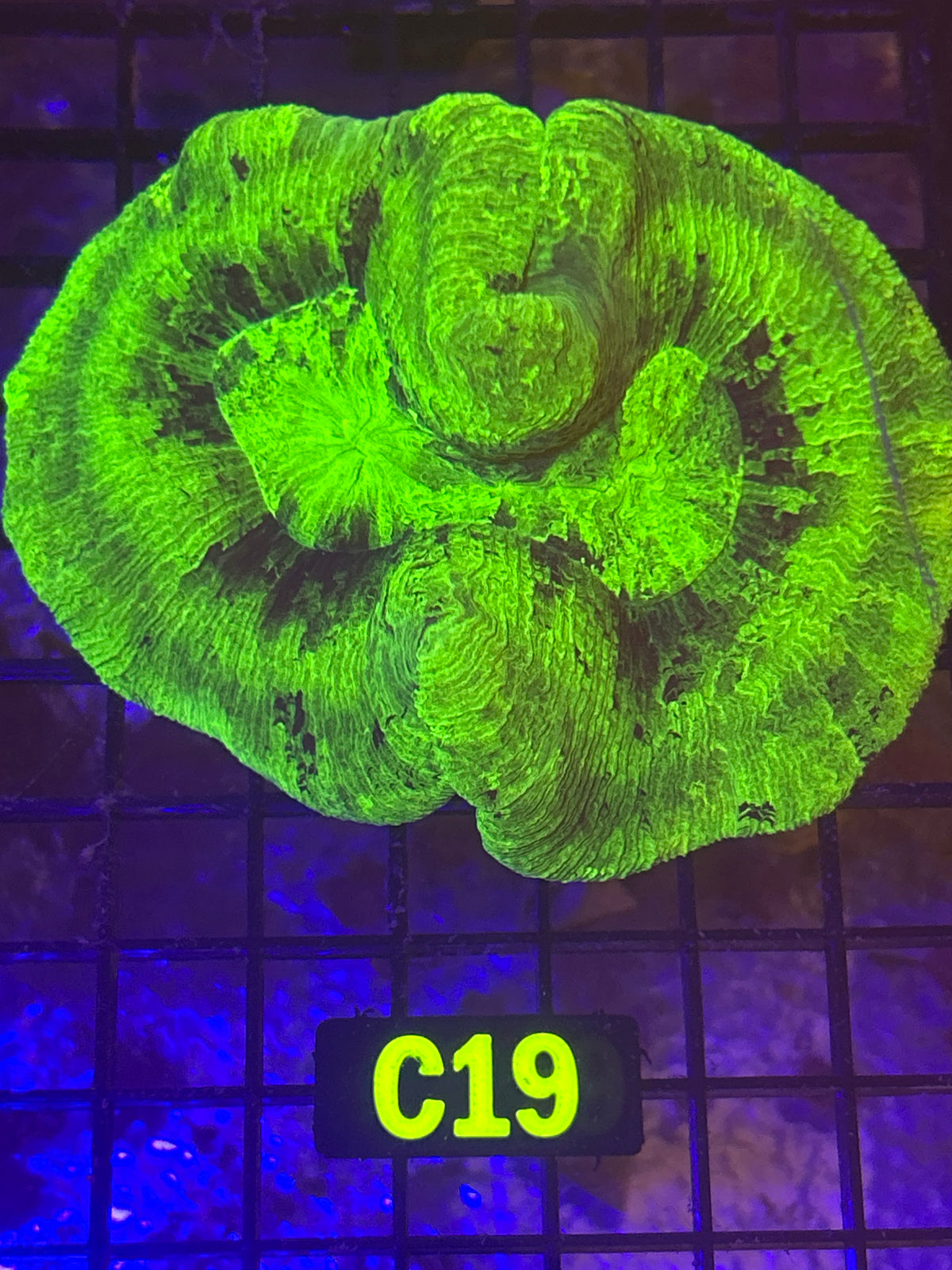 Trachyphyllia (C19)