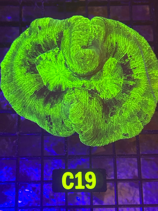 Trachyphyllia (C19)