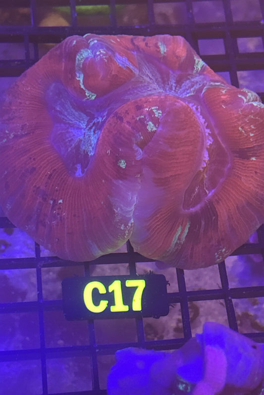 Trachyphyllia (C17)