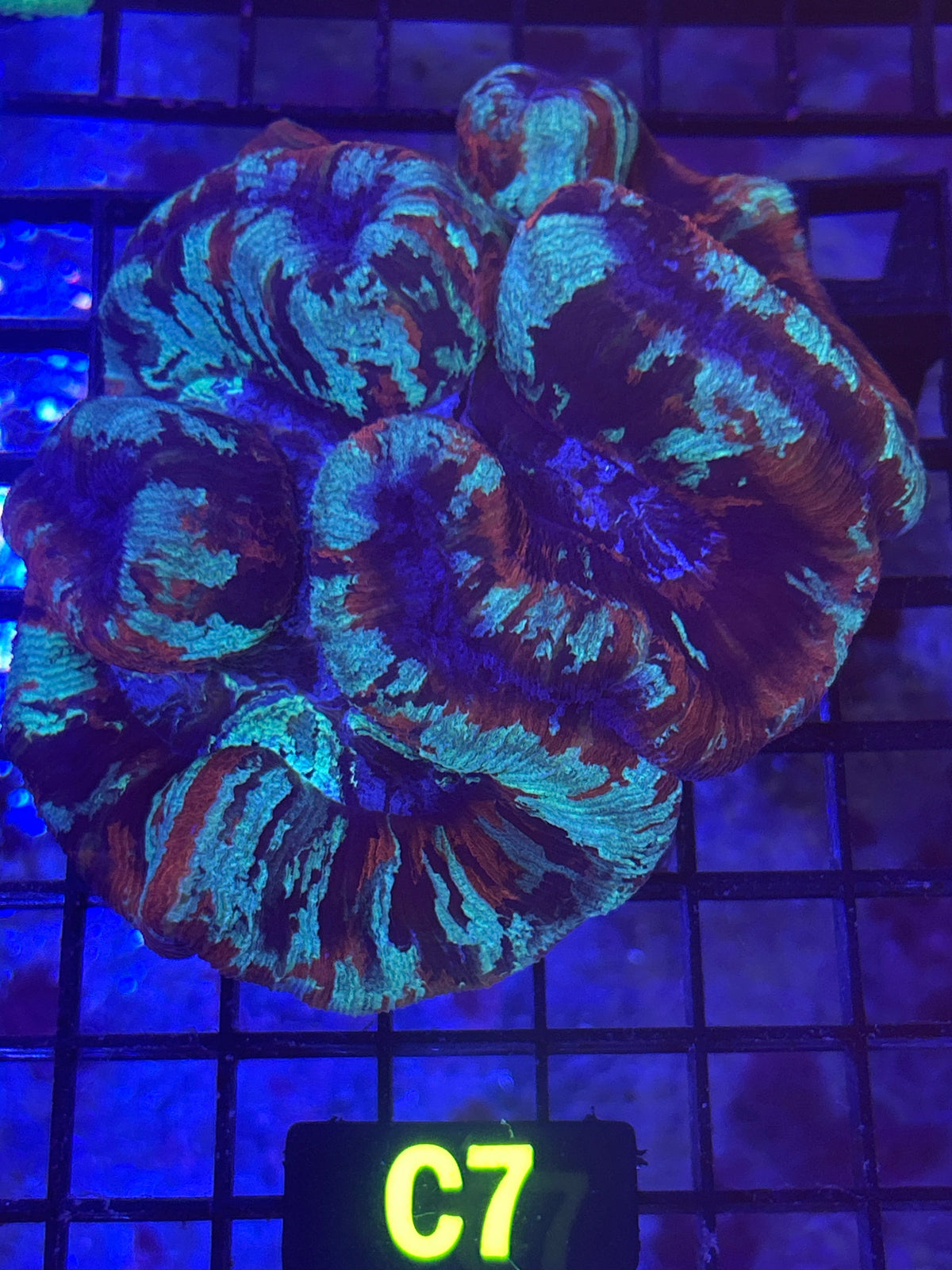 Trachyphyllia (C7)