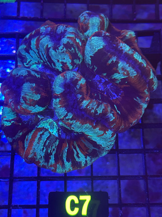 Trachyphyllia (C7)