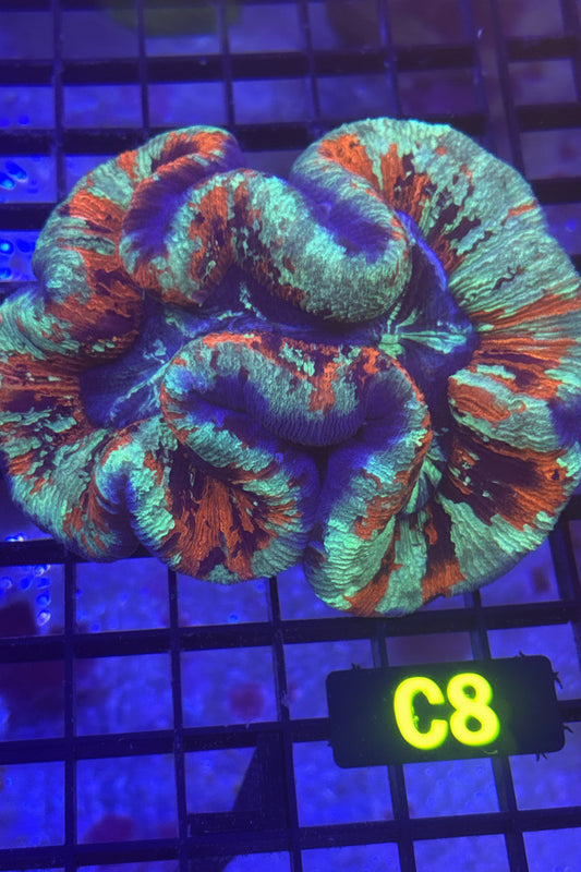 Trachyphyllia (C8)