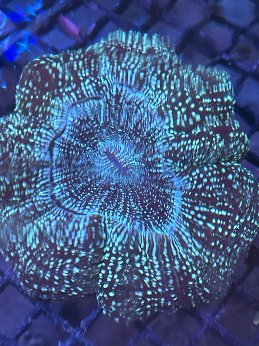 Acanthophyllia (galaxy)