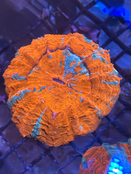 Acanthophyllia (Orange)