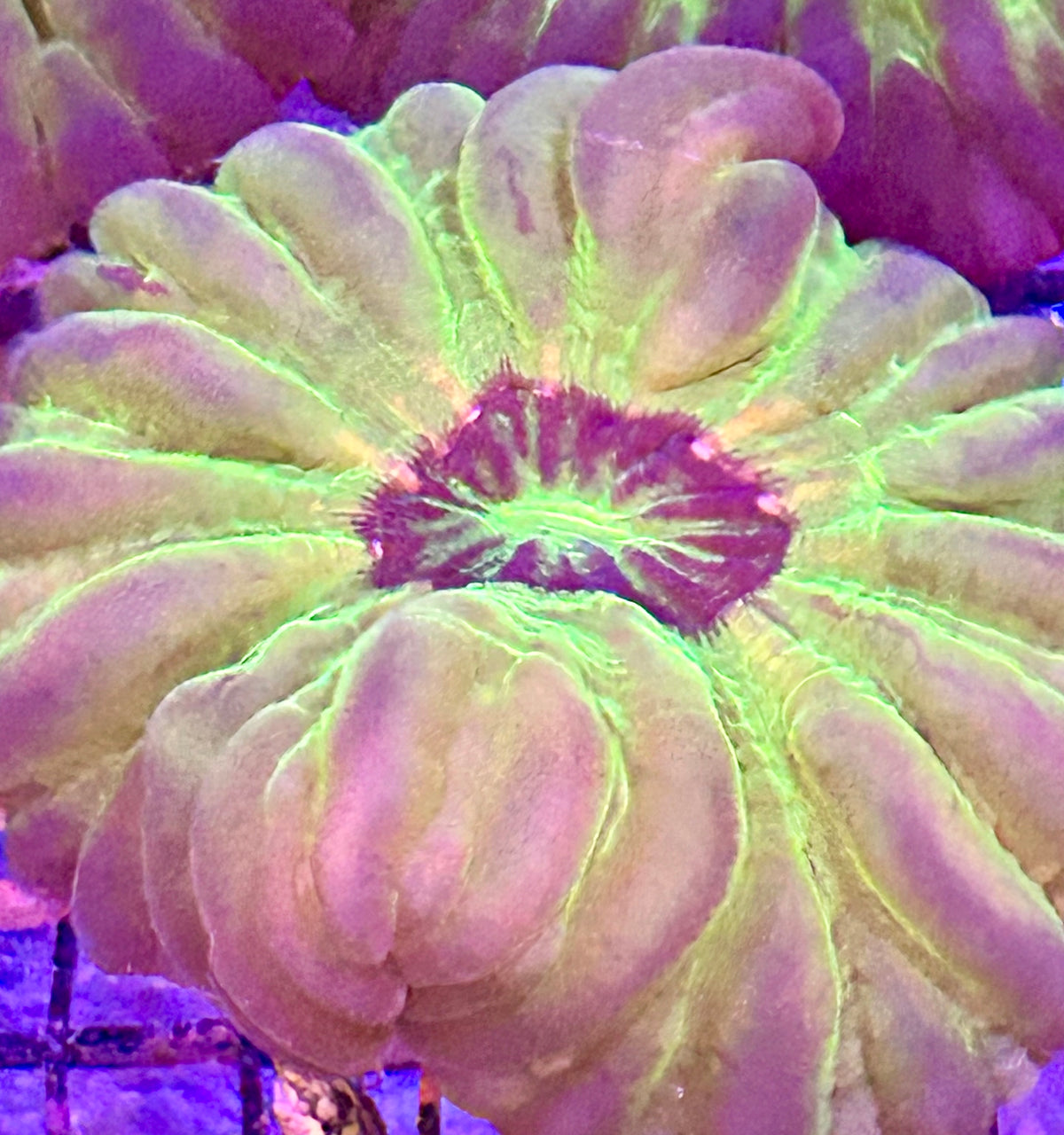Cynaria Medium size bright green or red (LPS-078)