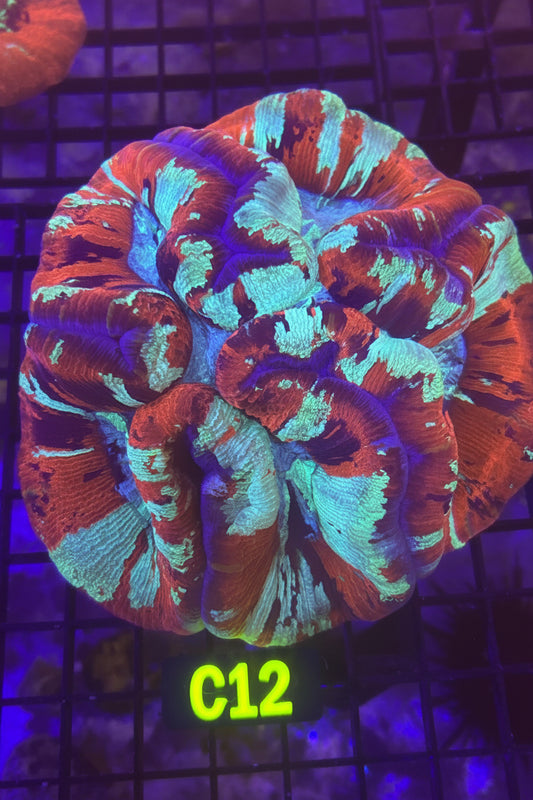 Trachyphyllia (C12)