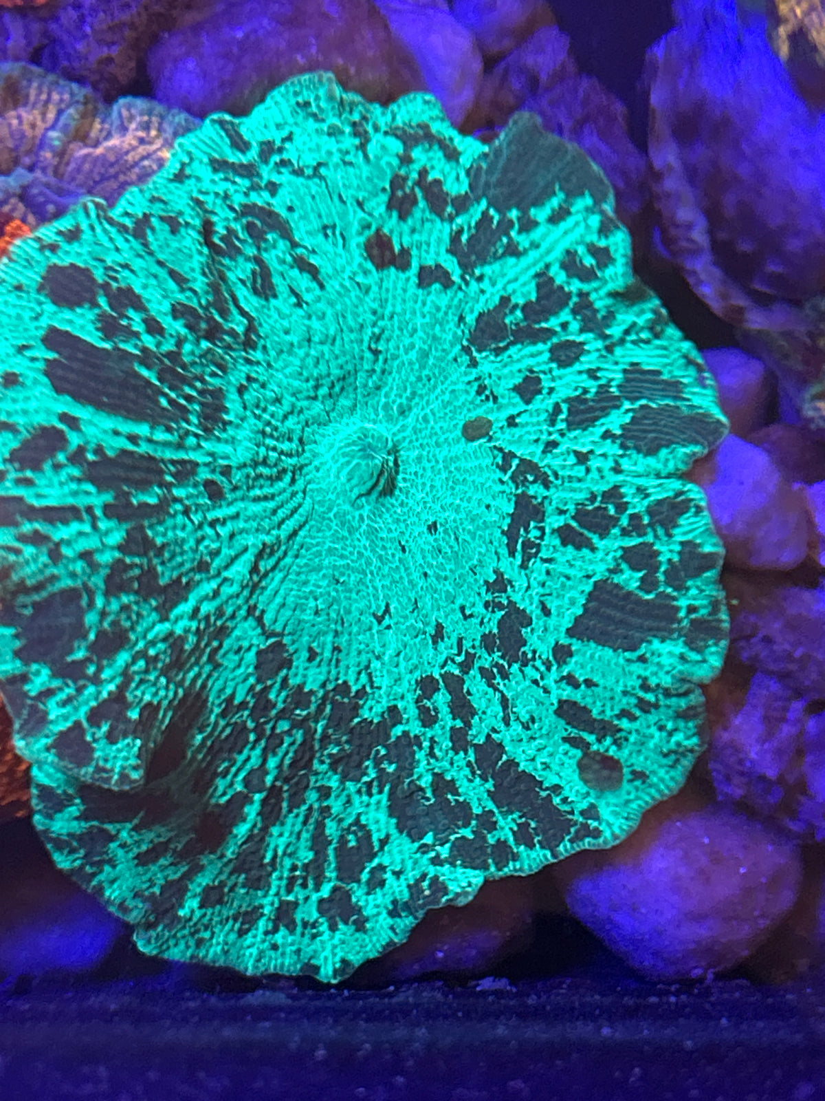 Kryptonite Ultra Jawbreaker Mushroom