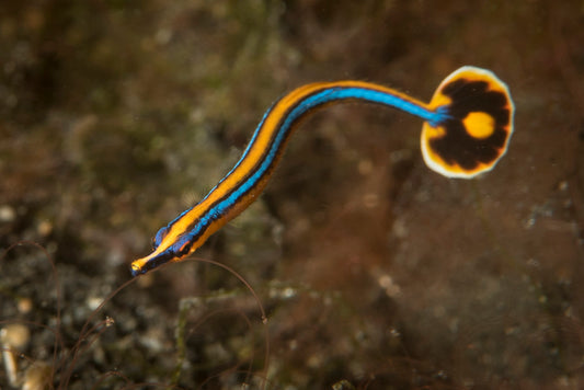 Bluestripe Pipefish