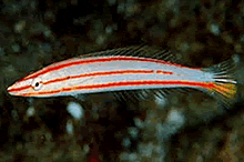 Candy Cane Wrasse