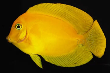 Chocolate Surgeon Tang - Juvenile