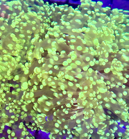 Bright Green Frogspawn large frag (LPS-021)