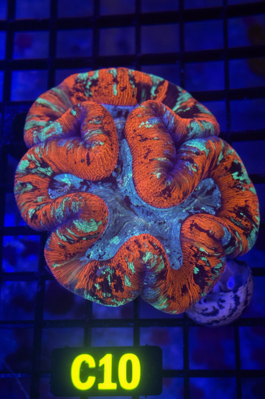 Trachyphyllia (C10)