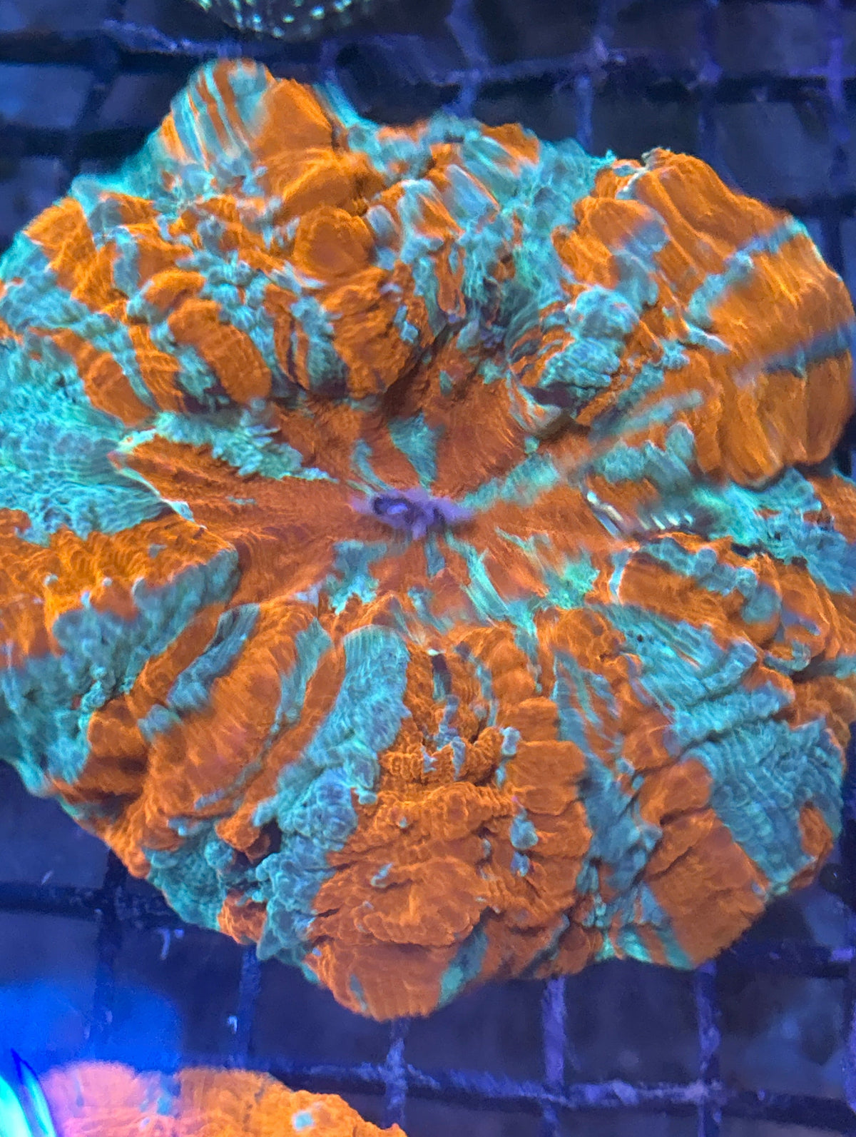 Acanthophyllia (Orange-green)