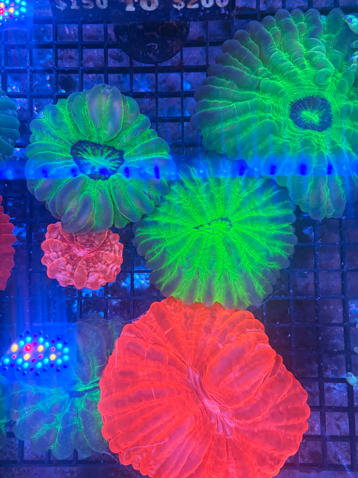 Cynaria Medium size bright green or red (LPS-078)