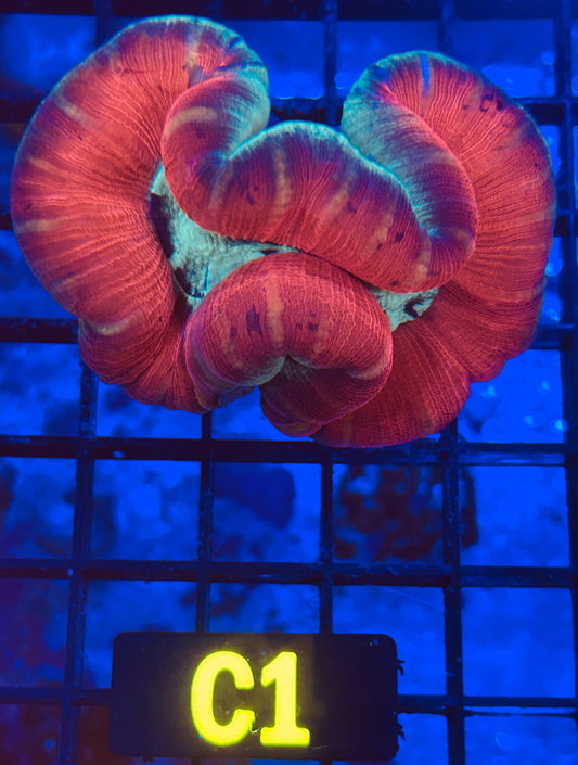 Trachyphyllia (C1)