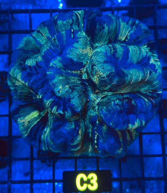Trachyphyllia C3