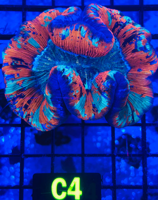 Trachyphyllia (C4)
