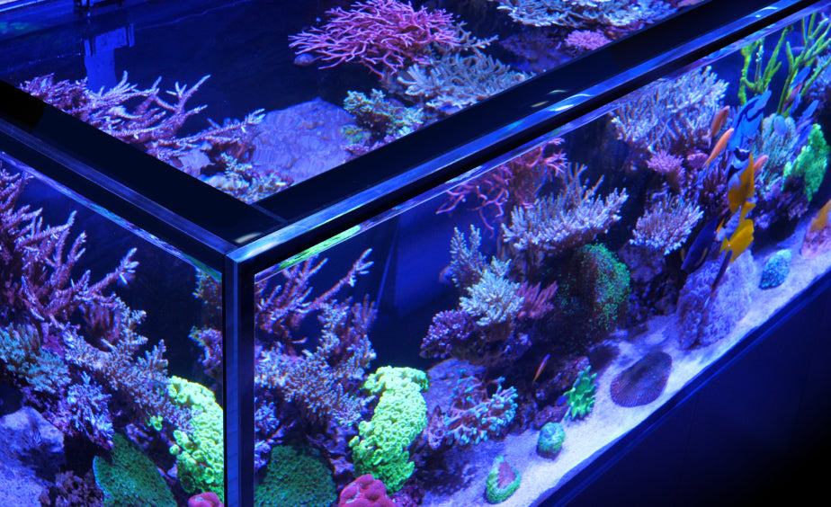 Red Sea Reefer-S 1000 G2+ - Black