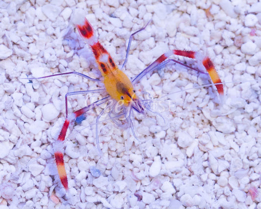 Crevette Nettoyeuse