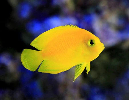 Yellow Angelfish (M)