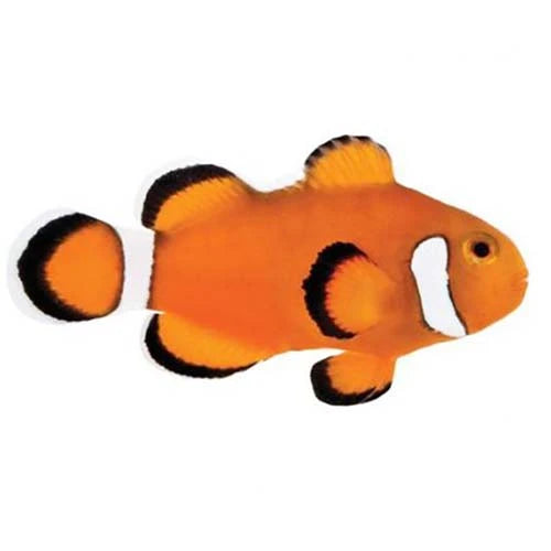 Extreme Misbar Oscellaris Clownfish