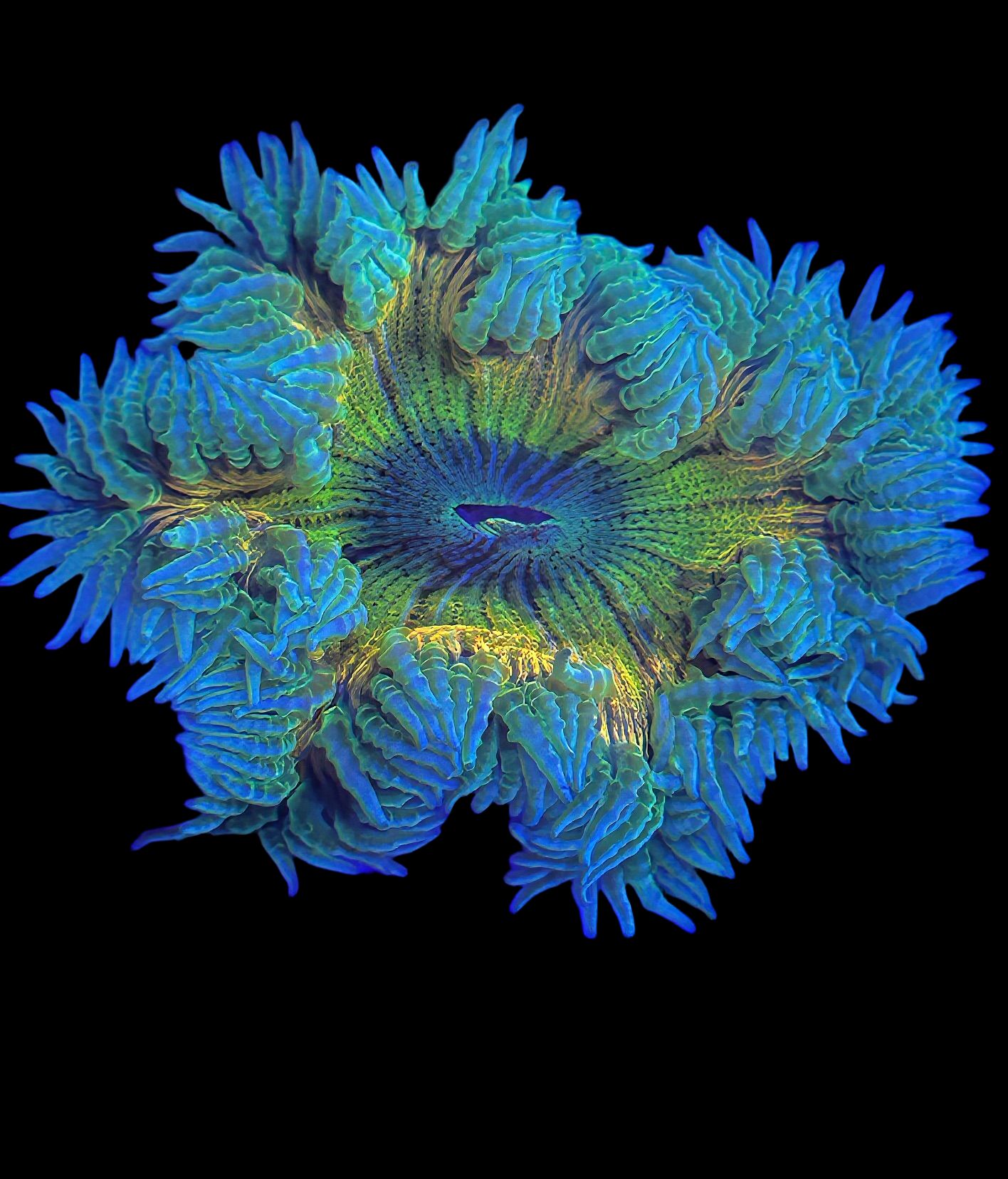 Rock Flower Anemone (yellow center)