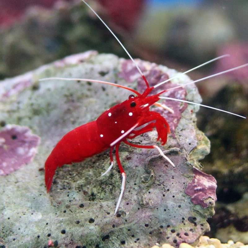 Blood Shrimp