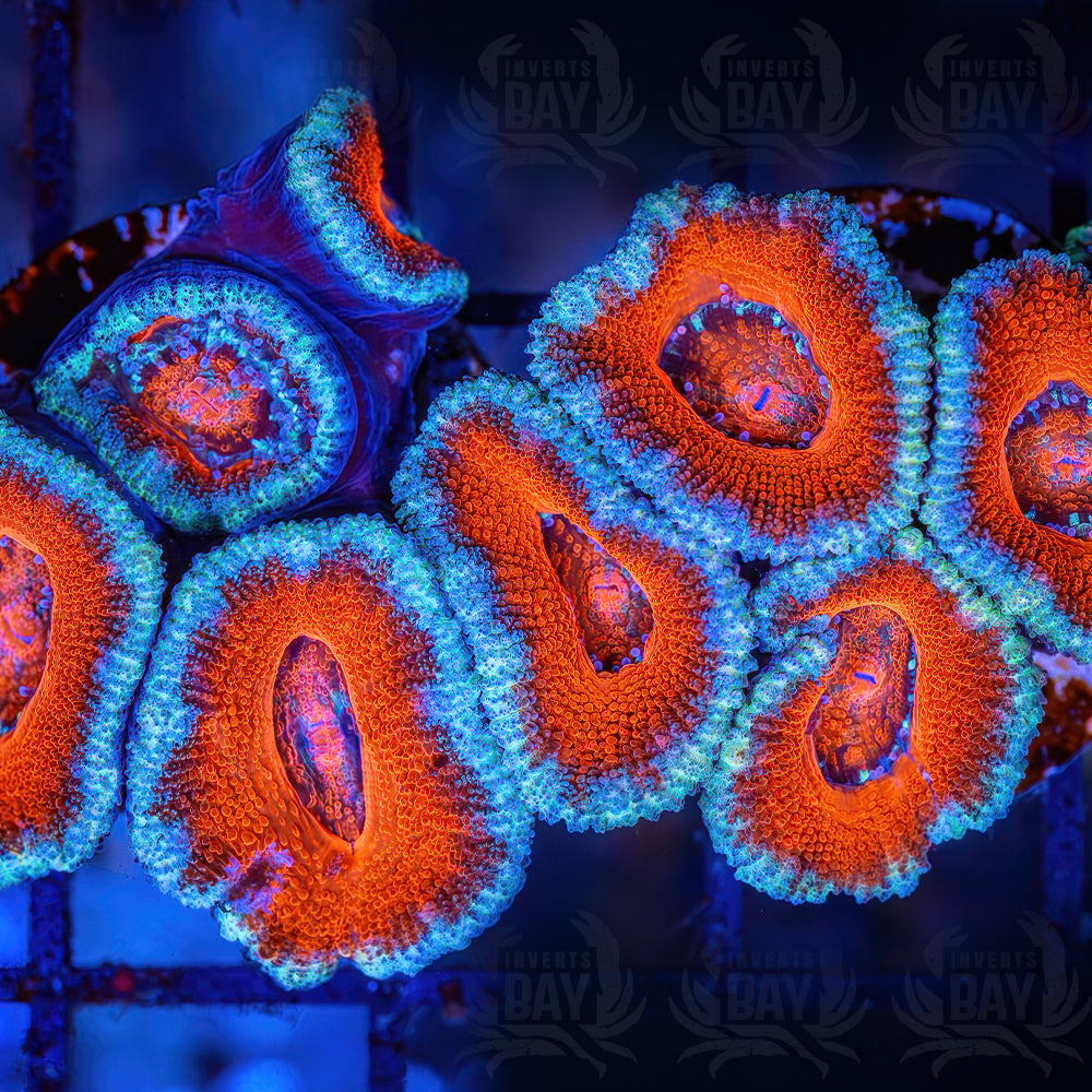 Acan Lord LPS-006 – Inverts Bay