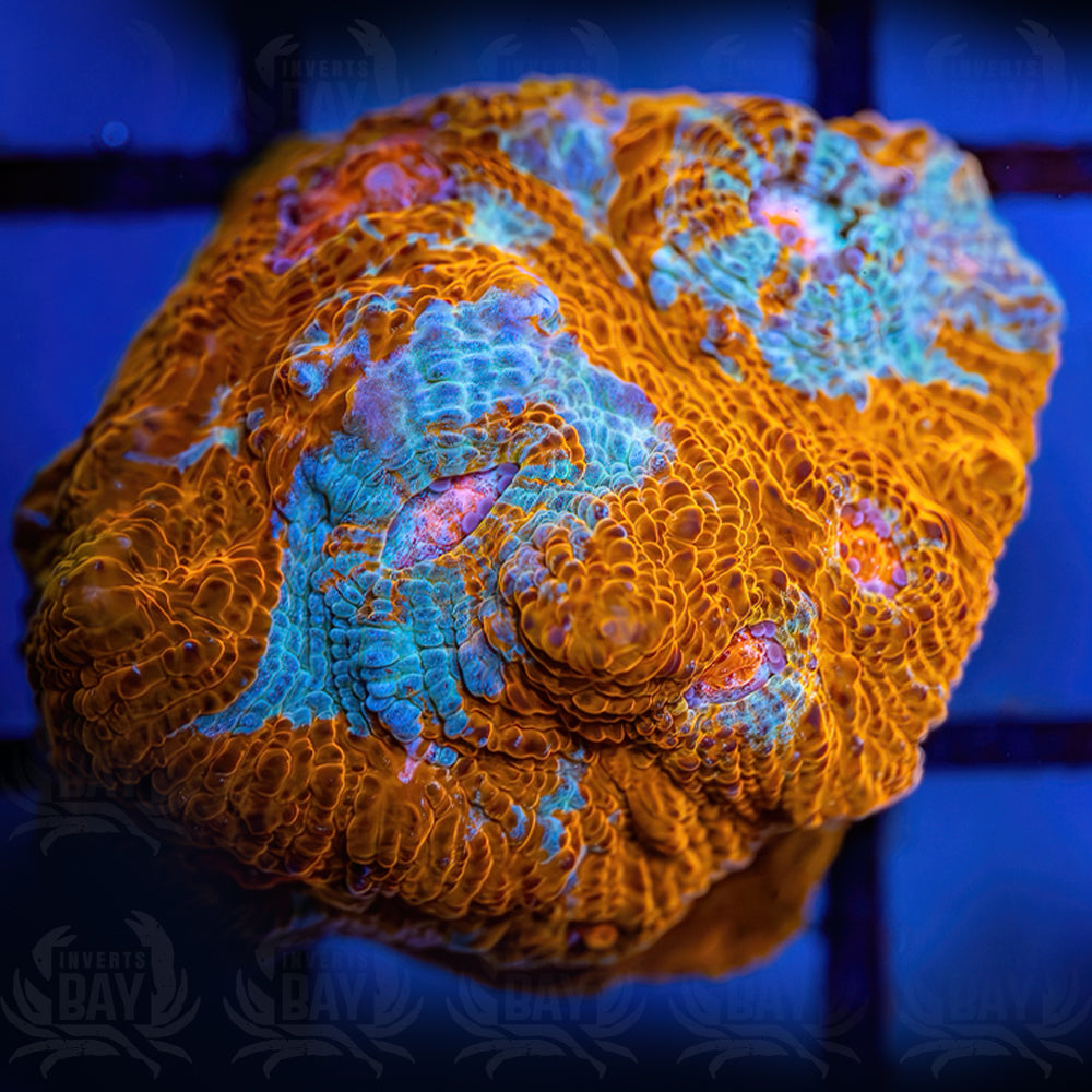 Multicolor Favia (LPS-009) – Inverts Bay