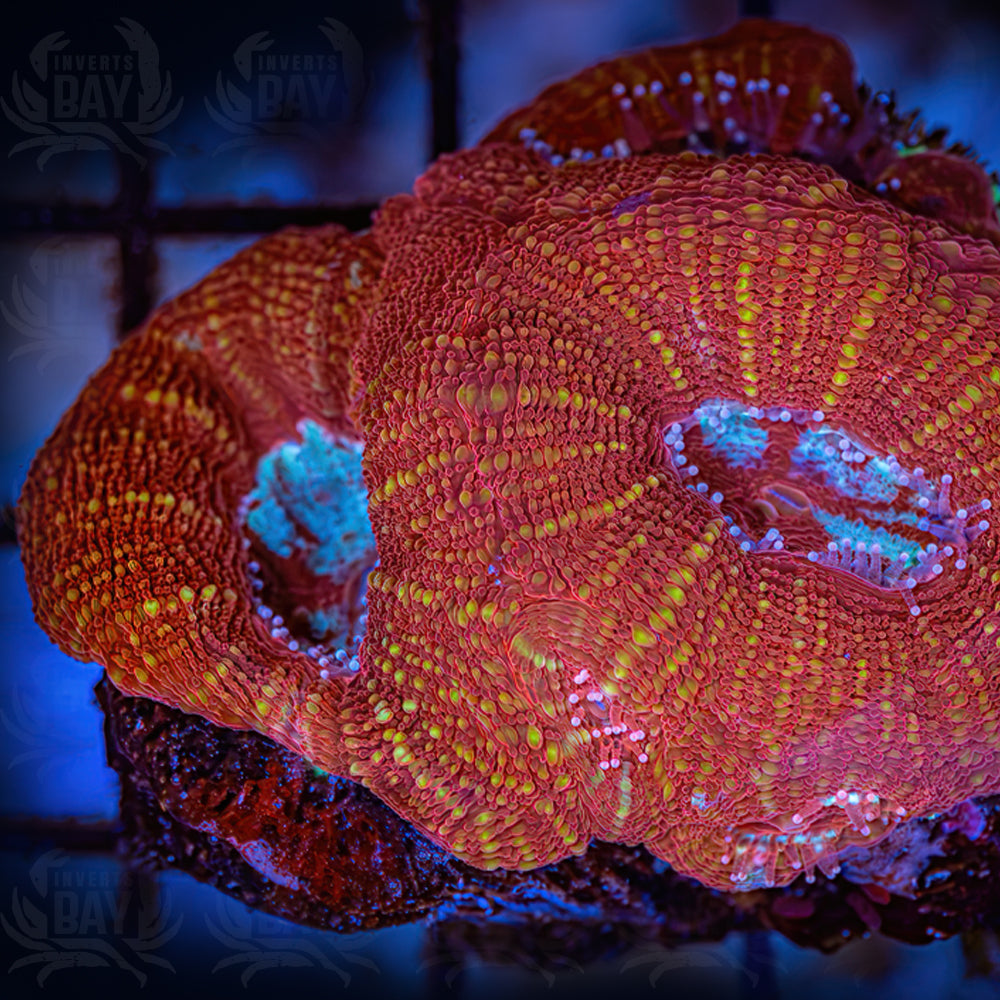 Acan Bowerbanki (LPS-011)