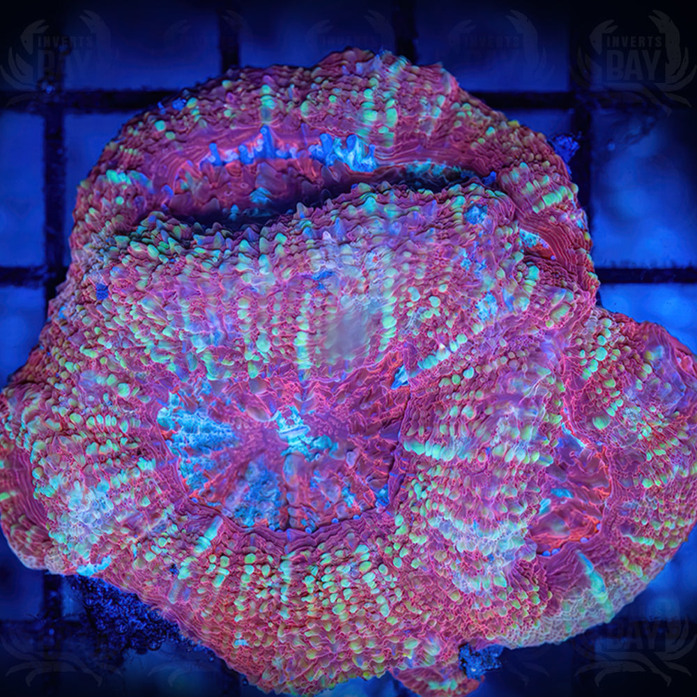 Acan Bowerbanki (LPS-012) – Inverts Bay