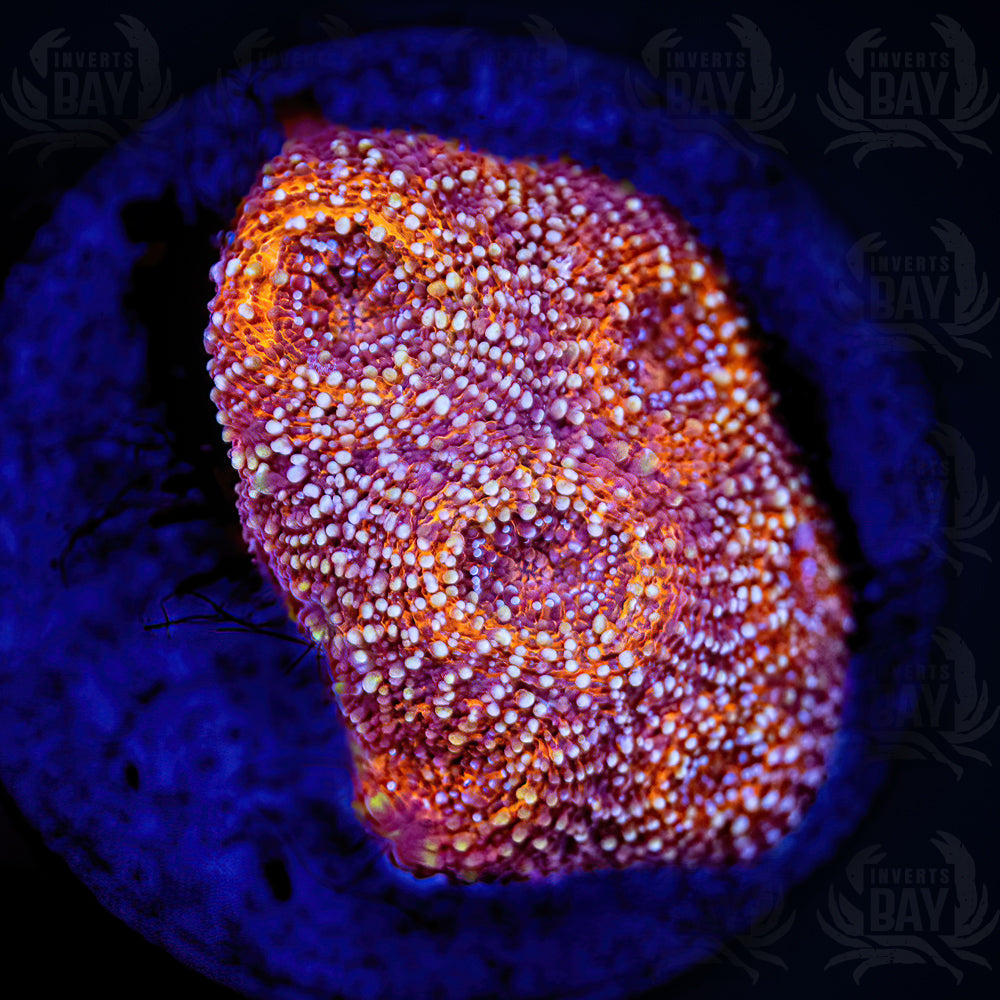 Tongan Favia (LPS-XXX)