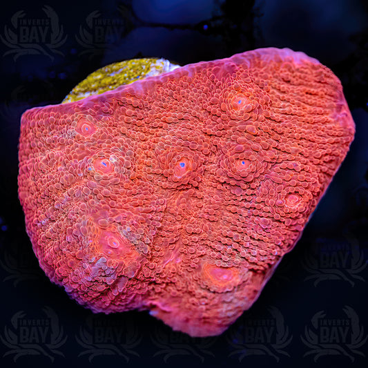 Orange Fanta Chalice (LPS-XXX) - Frag - 1 inch