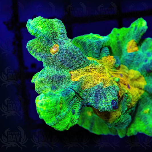 Pectinia Space Invader - Frag - 2 inch