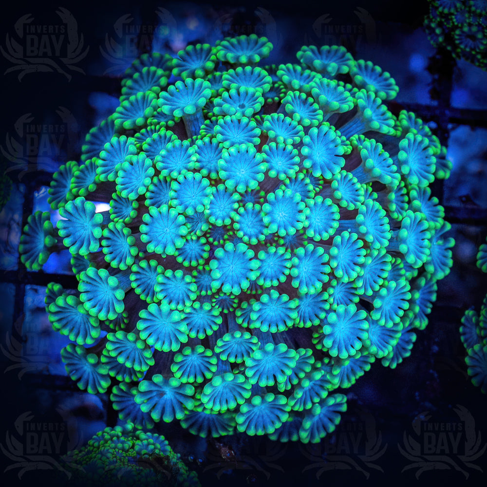 Alveopora (LPS-XXX)