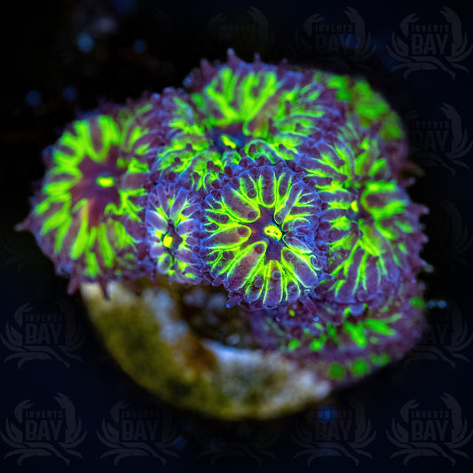Blastomussa B1 (LPS-XXX) - Frag - 1 inch