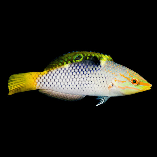 Marble (Checkerboard) Wrasse