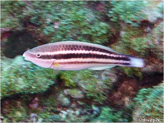 Princess Parrotfish (Juvenile)