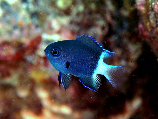 Bicolour Chromis